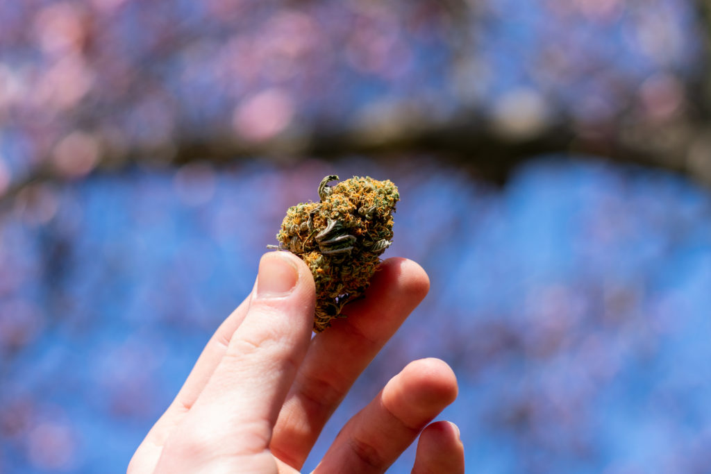 Hanf in Hand